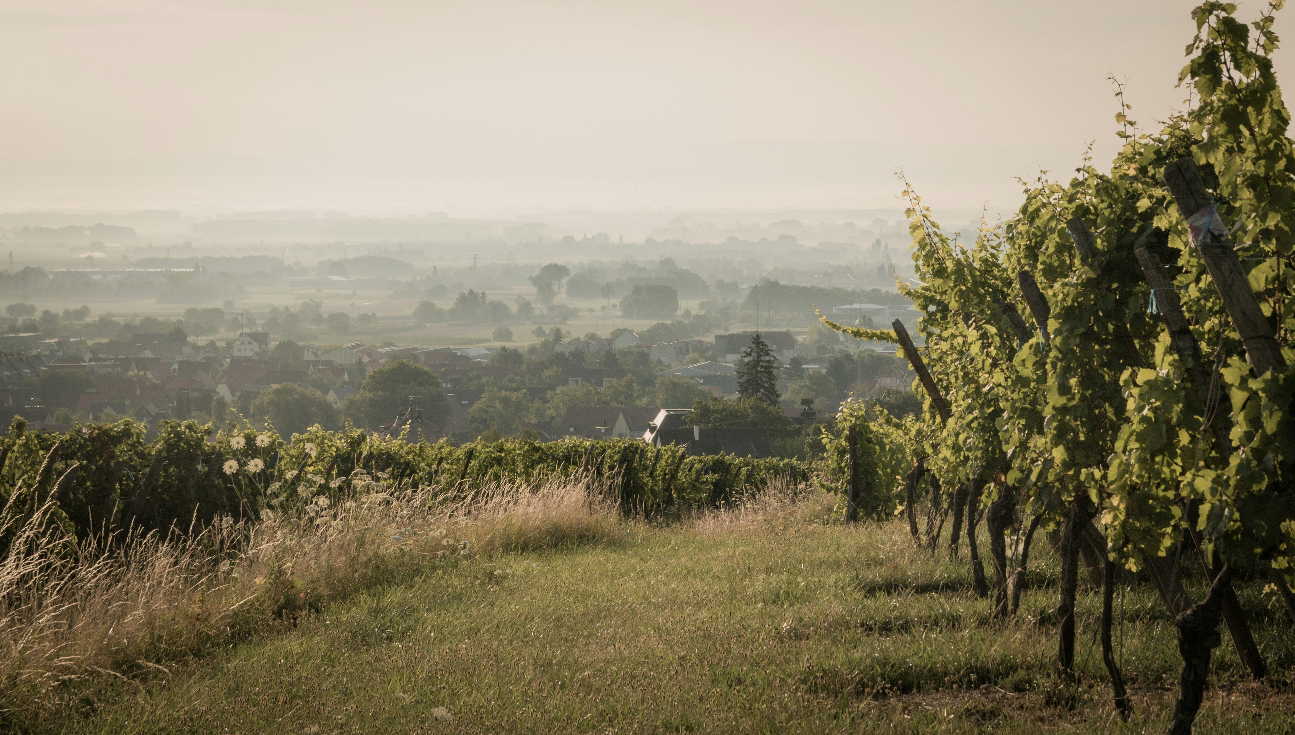 Vignoble au lever du jour